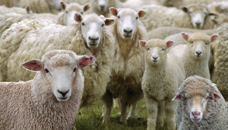 पहचान में आता है भेड़ों को चेहरा | Sheep