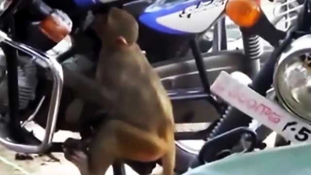 बंदर को पेट्रोल पीने की लत