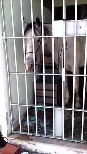 कार को दुलत्ती मारी तो घोड़े को हो गई जेल - Horse in jail for kicking a car in Brazil