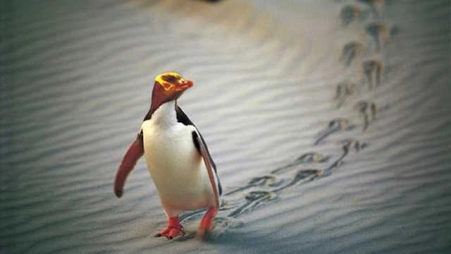 कहीं पेंगुइन ही ‘एलियन’ तो नहीं, शुक्र ग्रह से धरती पर कैसे आया ये केमिकल? वैज्ञानिकों ने निकाला तगड़ा ‘कनेक्‍शन’ - Penguin, Scientist, Aliens, London