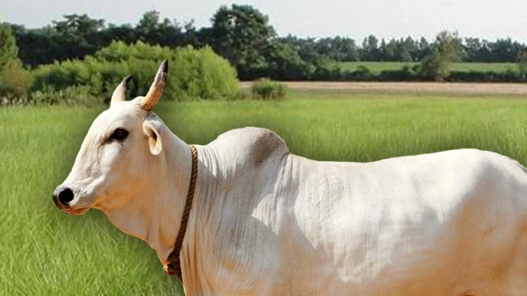 हिन्दू धर्म में गाय पूजनीय है तो बैल क्या?