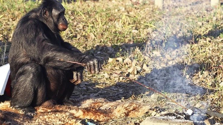 अपना खाना खुद बना लेता है 'कांजी' - World's Most Intelligent Chimpanzee Kanzi,