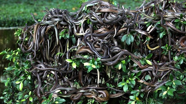 इस आईलैंड में जाने पर मौत पक्की - snake island