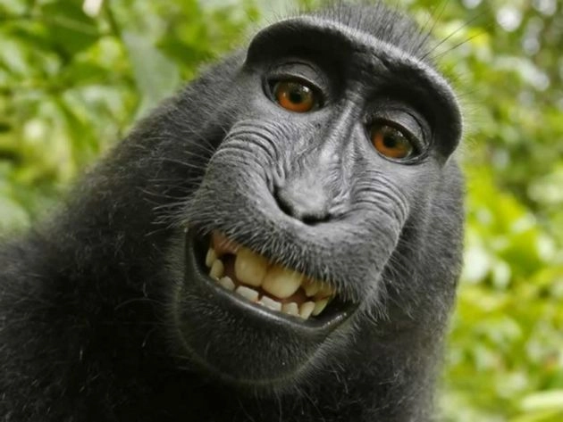 सेल्फी वाला बंदर बना 'पर्सन ऑफ द ईयर' - Selfie with Monkey, Indonesia, Person of the Year