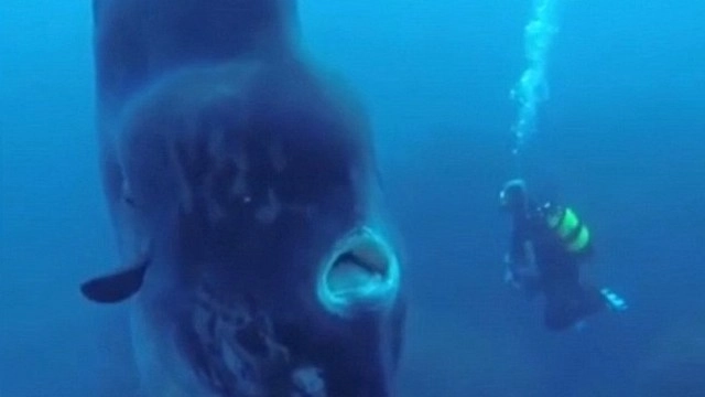 विश्व की सबसे भारी मछली जापान में मिली - equithiological fish Mola mola
