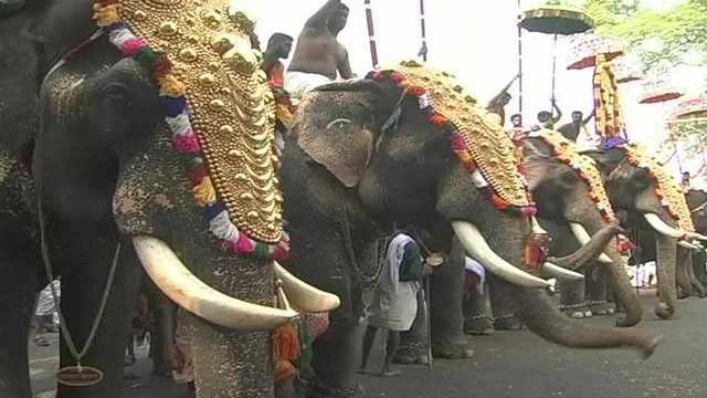 मंदिर के हाथियों का रिक्रिएशन कैम्प - Camp for temple elephants