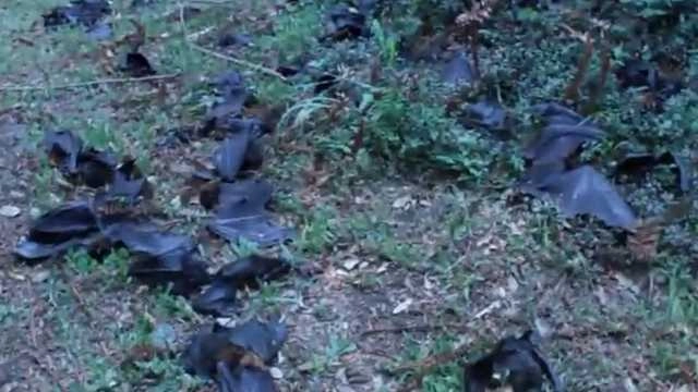 क्या आसमान से बरसे चमगादड़! - bats fall from sky in australia