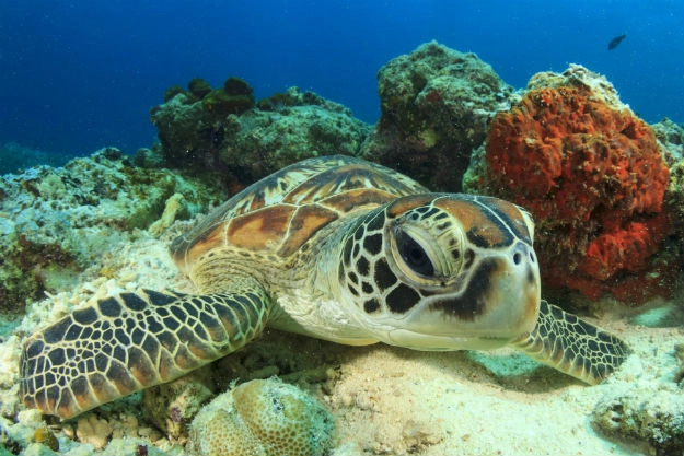 यहां सिर्फ एक फीसदी बचे हैं मेल कछुए - male turtle virually extinct in great barrier reef