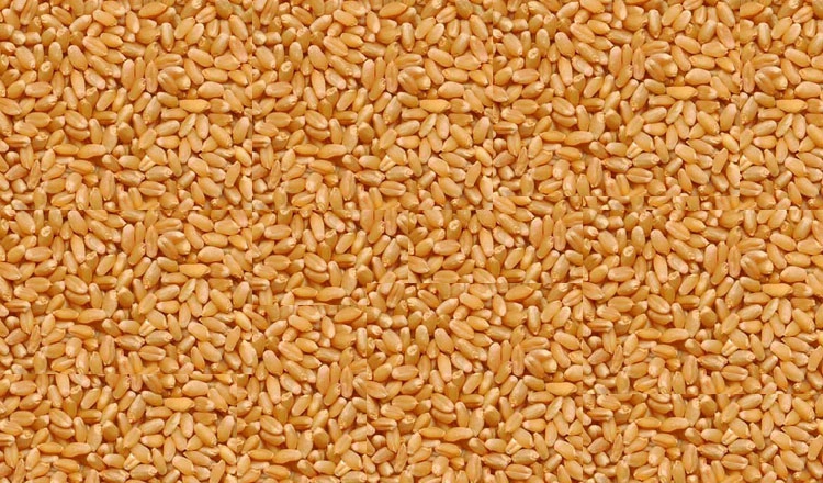 गेहूं के यह 5 बेशकीमती फायदे, आपको जरूर जानना चाहिए - Wheat Benefit In Hindi