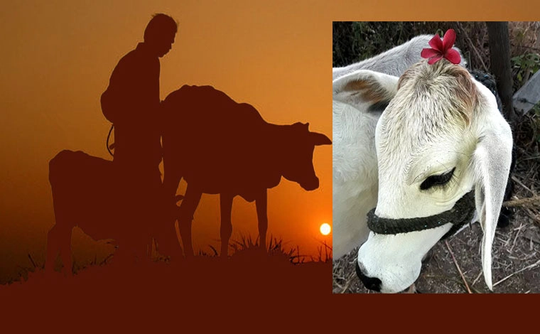 गाय के बारे में यह 11 शुभ बातें आपको जरूर जाननी चाहिए - cow and religious facts