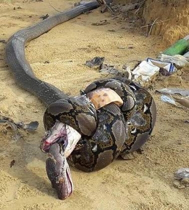 थम जाएंगी सासें, जब देखेंगे कोबरा और अजगर की लड़ाई (फोटो) - king cobra reticulated python fight