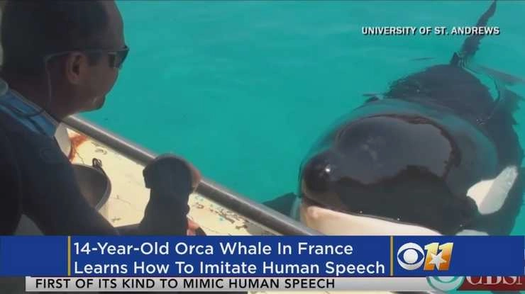 इंसानों की तरह आवाज निकालती है 'विकी' - killer whale in france learns how to   mimic human voice