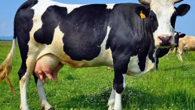 गाय का दूध पीने से 'अपराधमुक्त' होगा भारत