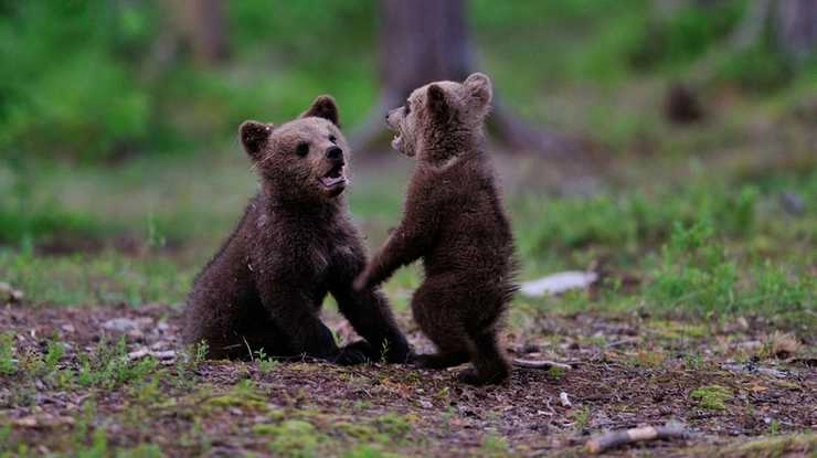 मां से बिछड़े भालू के मासूम बच्चों की देखभाल - bear cubs rescued
