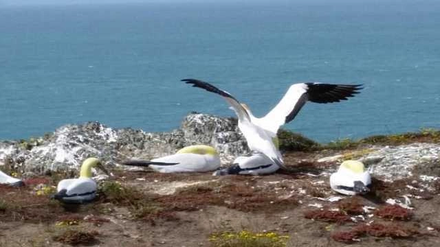 नहीं रहा दुनिया का सबसे अकेला पक्षी-नाइजेल - Nigel the gannet was found dead next to the concrete 'mate' he fell in love with