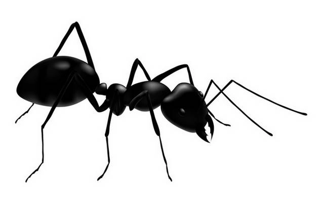 घायल साथियों के लिए नर्स बनती हैं चीटियां - Ant