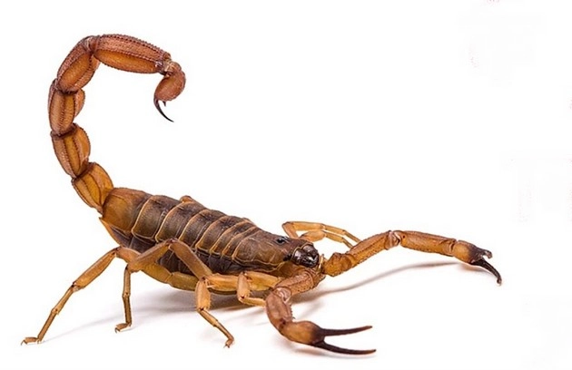 बिच्छू के डंक का प्राथमिक उपचार आपको पता होना चाहिए - First aid for scorpion stings you should know