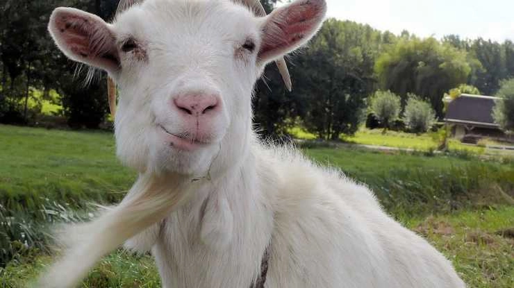 Zoom call with goat गमतीगमतीत केली 50 लाखांची कमाई