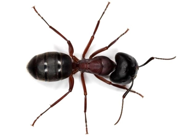 चींटियों की जंग में मोर्चे पर मरने जाते हैं बूढ़े सैनिक - ant
