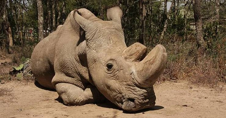 दुनिया के आखिरी सफेद गैंडे की मौत की दर्दनाक कहानी - World last male white rhino dies
