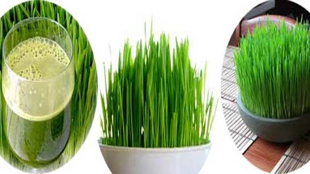 Wheat grass आरोग्यासाठी अमृततुल्य गव्हांकुराचा रस