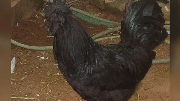Corona काल में बढ़ रही है कड़कनाथ मुर्गे की मांग - Demand of Karkanath cock in Corona era