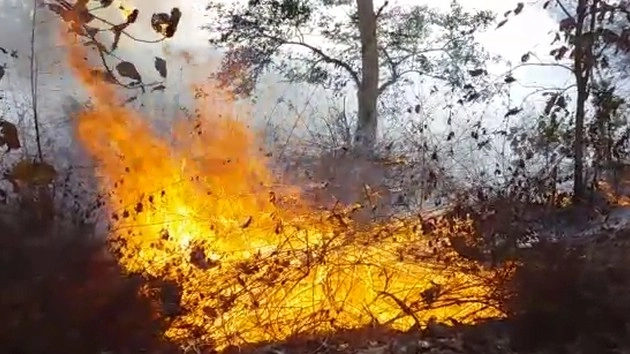 पन्ना टाइगर रिजर्व में आग - Panna Tiger Reserve, Fire, Panna