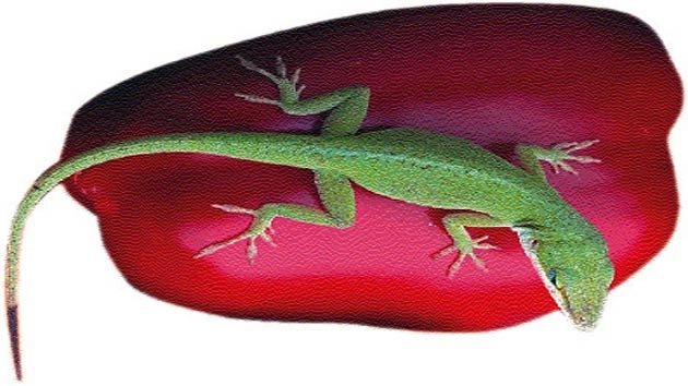 शिक्षाप्रद कविता : छिपकली - Poem lizards