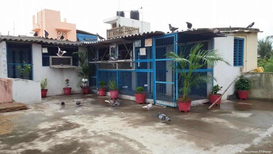 कबूतरबाजी का मक्का बना चेन्नई | chennai