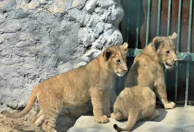 जान बचाने के लिए भागते बब्बर शेर | babbar lion