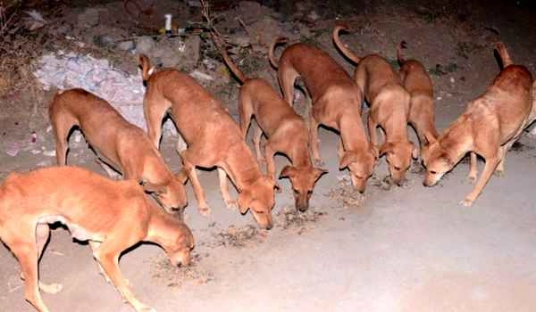 गुजरात का एक गांव, जहां कुत्ते भी करोड़पति हैं... - crorepati Dogs of Gujrat