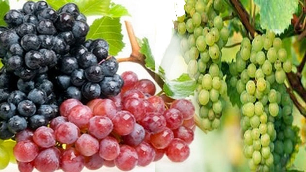 मात्र 100 ग्राम अंगूर में हैं इतने सारे गुण, आप भी जानिए...। Benefits of Grapes - Amazing Health Benefits of Grapes