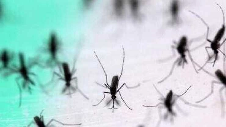 Mosquito Prevention Tips: पावसाळ्यात डास टाळण्यासाठी हे उपाय करा