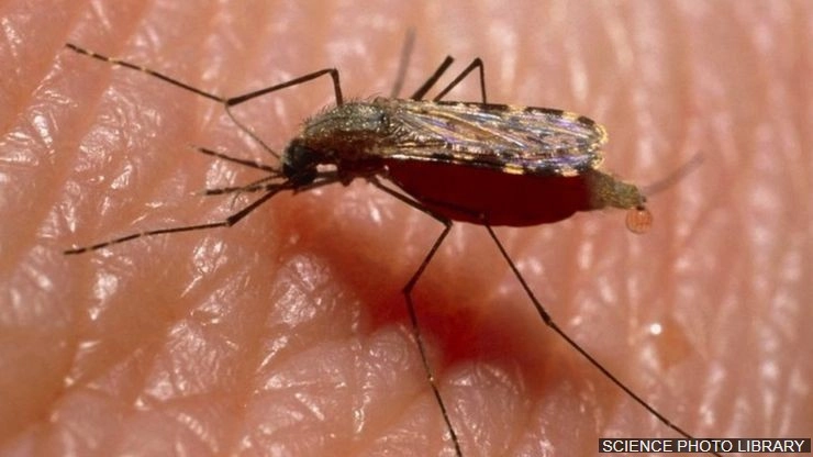 मच्छरों को मिटा देना इंसानों के लिए ख़तरनाक क्यों?