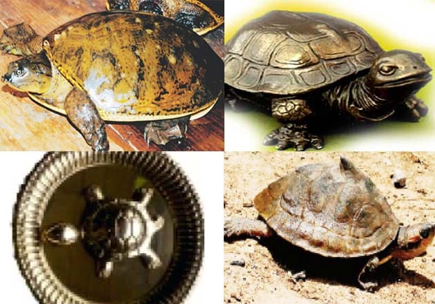 कछुए से कैसे करें वास्तुदोषों का निवारण, जानिए 9 अचूक उपाय...। How to place the tortoise - How to place the tortoise