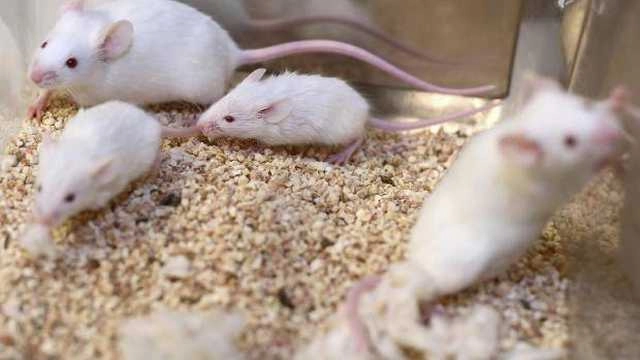 सजीव कृत्र‍िम भ्रूणों से चूहों ने गर्भधारण किया