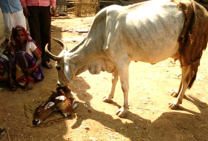 अजूबा, गाय ने जन्मा दो मुंह का बच्चा (वीडियो) - Unique cow born of Ajuba cows two-headed goats
