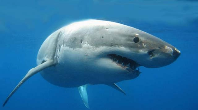 'तीक्ष्ण ऐकण्याची क्षमता असणारा मासा शार्क'