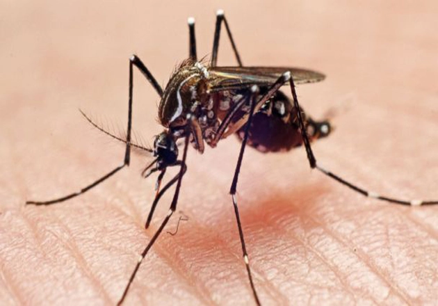मच्छर मारने का सबसे आसान तरीका : चुटीला जोक