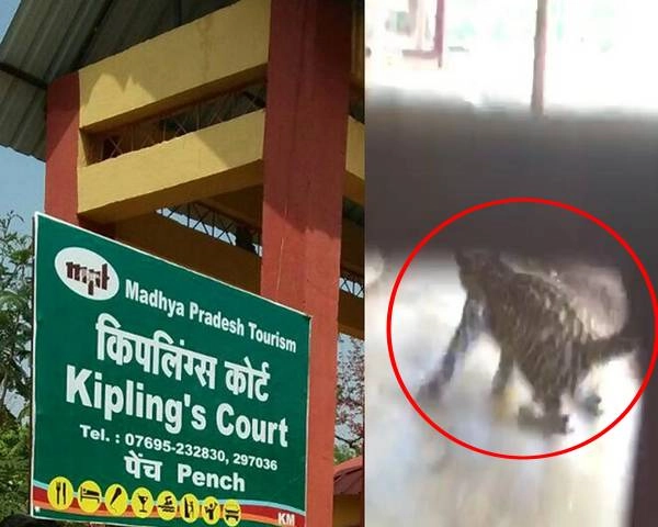 पेंच रिसोर्ट में तेंदुआ घुसा, पर्यटकों में हड़कंप (वीडियो)