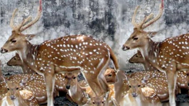 भीषण गर्मी और पानी के अभाव में देवास जिले में छह हिरणों की मौत - Deer's Deaths, Deer, Death, Water
