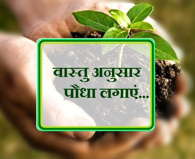 वास्तु बताए, कब, कैसे और कहां यह खास पौधे लगाएं - Vastu Advice For Environment Day