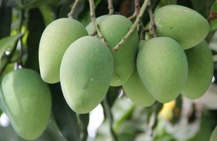 Healthy Food :कैरी में छुपा है सेहत का राज, जानिए ये 10 लाभ - 10 benefits of raw mango in summer
