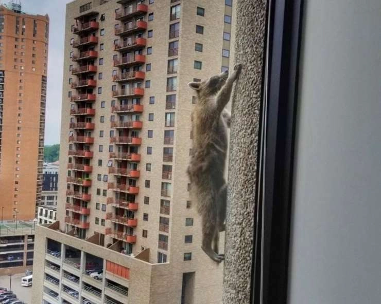 खतरों के खिलाड़ी रैकून ने 25 मंजिला इमारत पर चढ़कर मचाई सनसनी