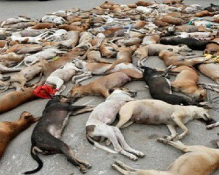 तेलंगाना में 100 कुत्तों की जहर देकर हत्या, पुलिस ने दर्ज किया मामला - 100 dogs killed by poisoning in Telangana