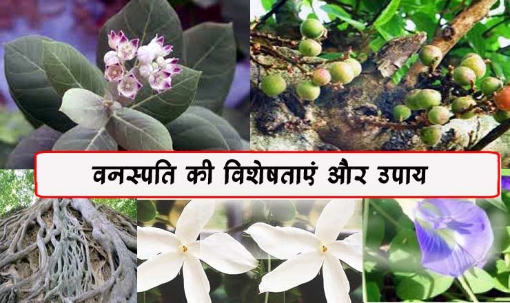 इन 5 दुर्लभ वनस्पतियों का प्रयोग आपको दिला सकता है हर तरह का लाभ। vanaspati tantra - remedy treatment flora tantra