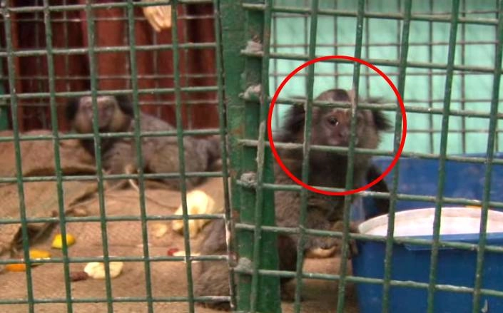 देखना नहीं चाहेंगे विश्व का सबसे छोटा बंदर, सिर्फ 250 ग्राम का है... (वीडियो) - World's Smallest Monkey Mamoset