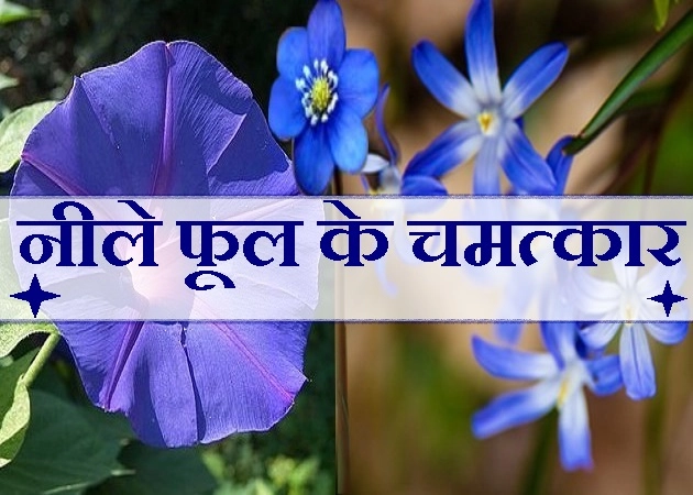 5 देवी-देवताओं को पसंद है नीले रंग के फूल, जानिए 10 टोटके नीले फूल के