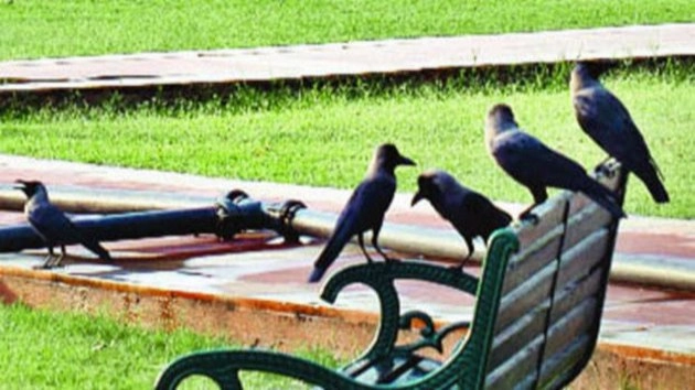 अपने साथी के 'मर्डर' की जांच करते हैं कौवे | crows