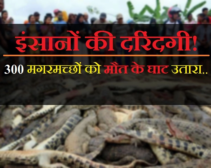 1 इंसान का बदला लेने के लिए 300 मगरमच्छों को मौत के घाट उतारा.. - villagers slaughter hundreds of crocodiles after local man killed